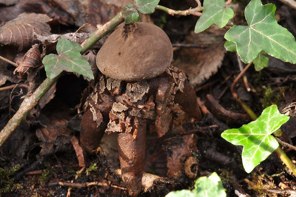 Geastrum fornicatum - Hög jordstjärna, (EN). Sweden, Skåne, Falsterbo, Falsterbo stadspark. 2010-11-