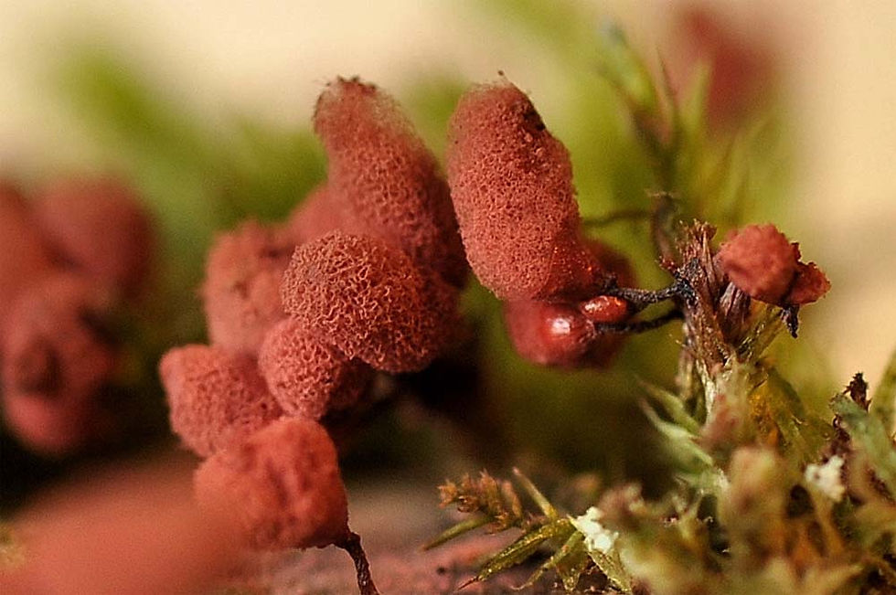 Arcyria incarnata - denudata mellanform.