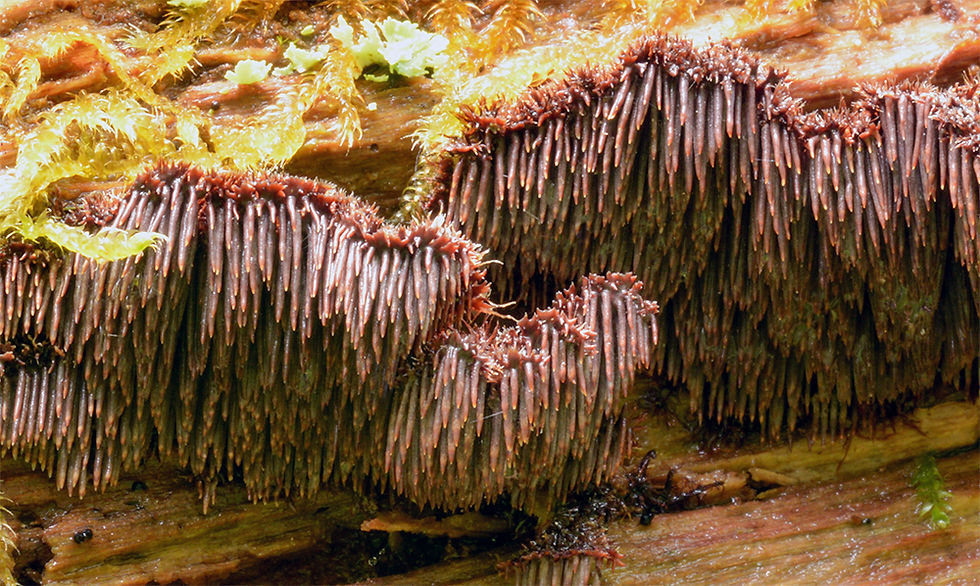 Gloiodon strigosus - Borsttagging (VU)