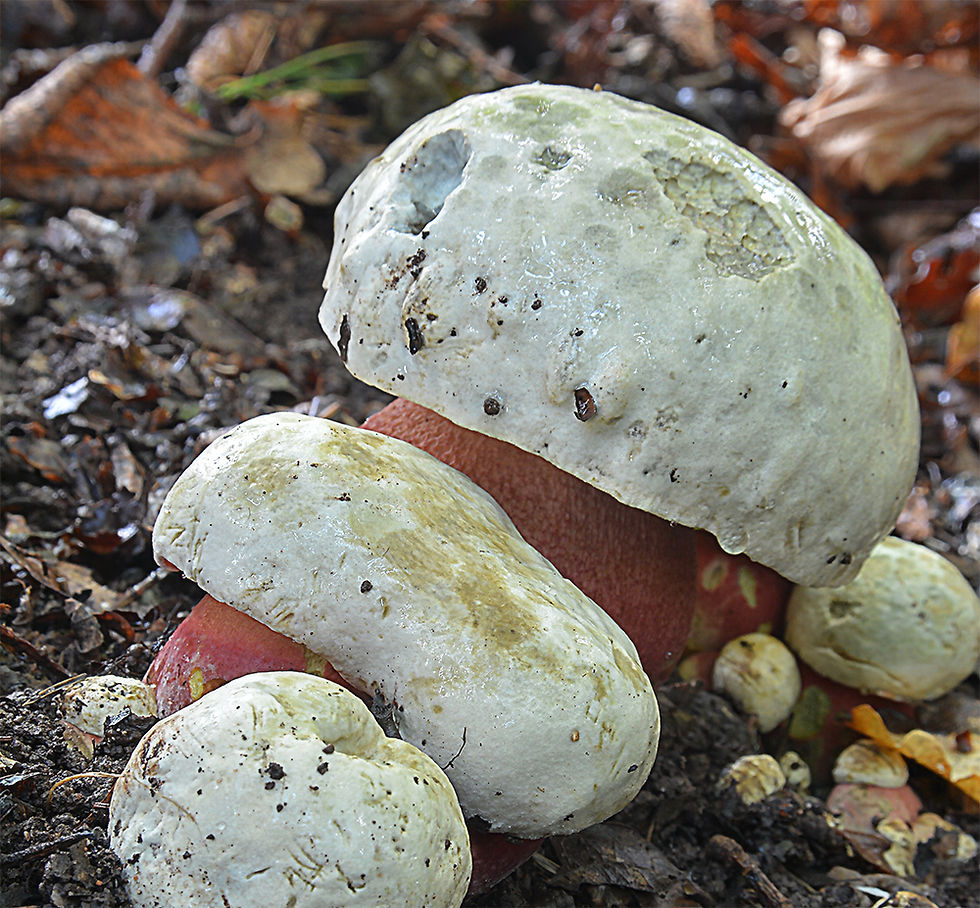 Rubroboletus satanas- Djävulssopp (EN)