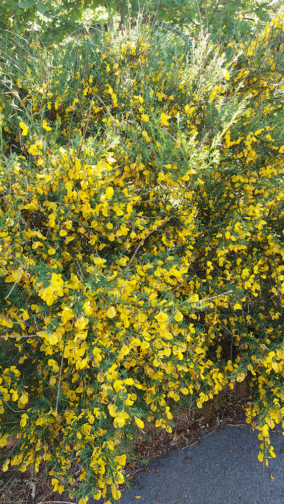 Cytisus scoparius - Harris. Sweden, Skåne, Höganäs, Lerberget, 2024-05-25.