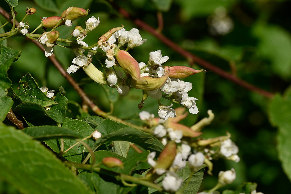 Taphrina padi - Häggpung. Sweden, Skåne, Höganäs, Lerbergsskogen. 2024-05-12 (3)