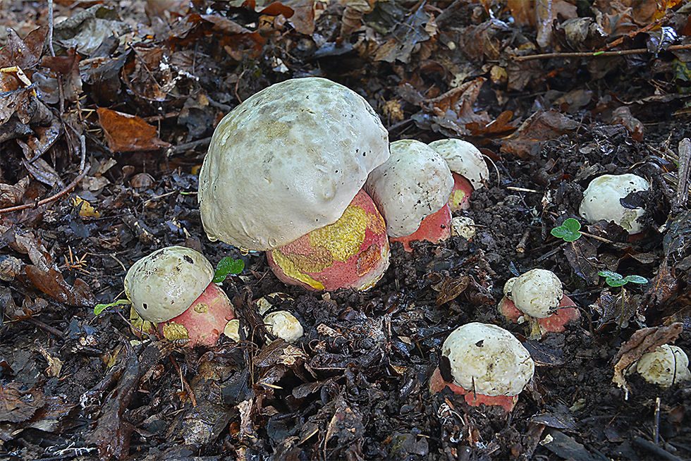 Rubroboletus satanas- Djävulssopp (EN)