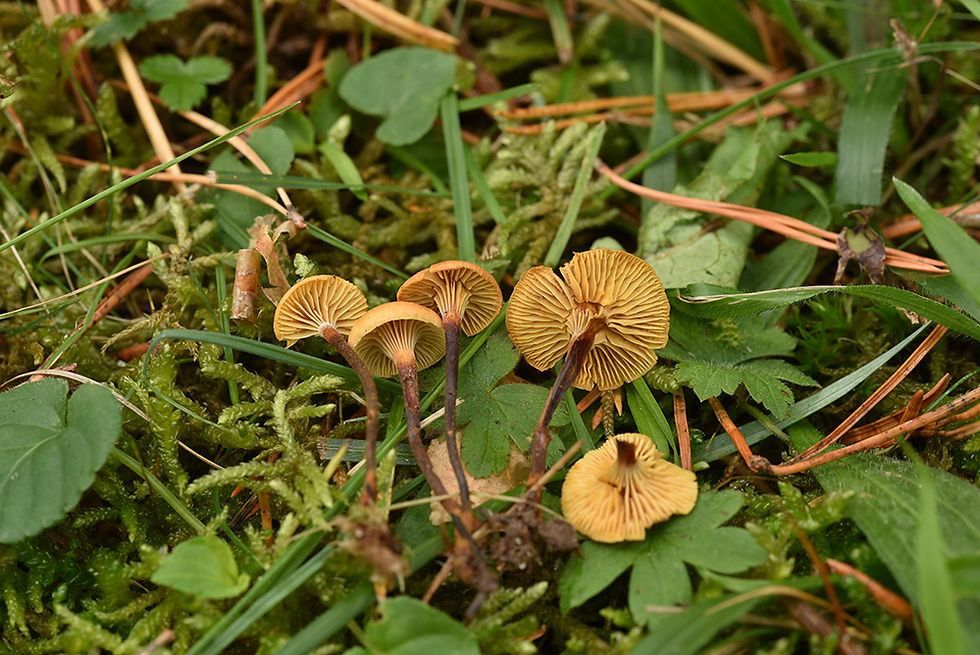 Xeromphalina cauticinalis var