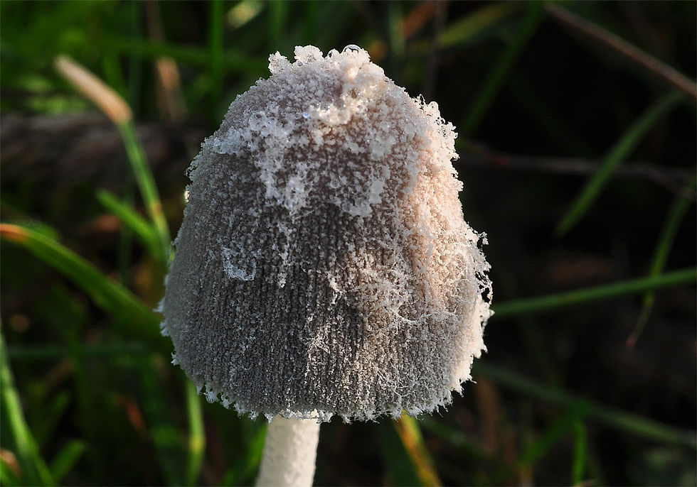 Coprinopsis lagopus - Dunbläcksvamp. Sweden, Skåne, Söndraby, Nybo 2014-10-11. (5)