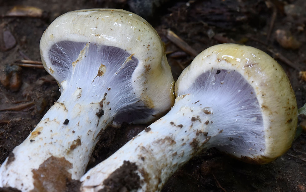 Cortinarius cliduchus - Kornspindling