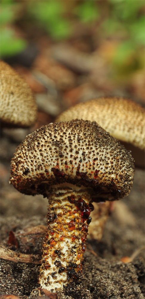 Echinoderma hystrix - Mörk spärrfjällskivling (EN). Sweden, Skåne, Degeberga, Herremöllan. 2014-09-