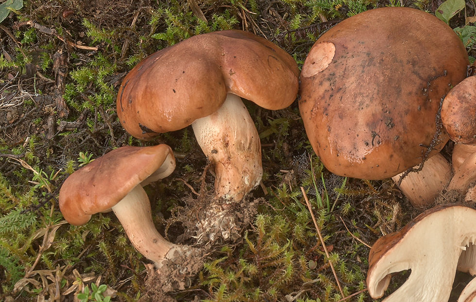 Tricholoma ustaloides - Mjölmusseron