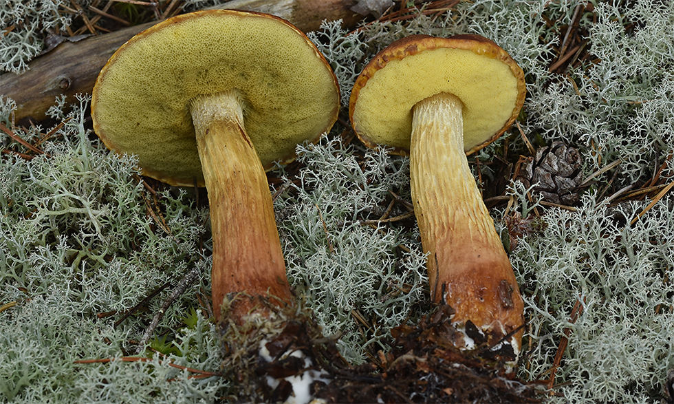 Aureoboletus_projectellus