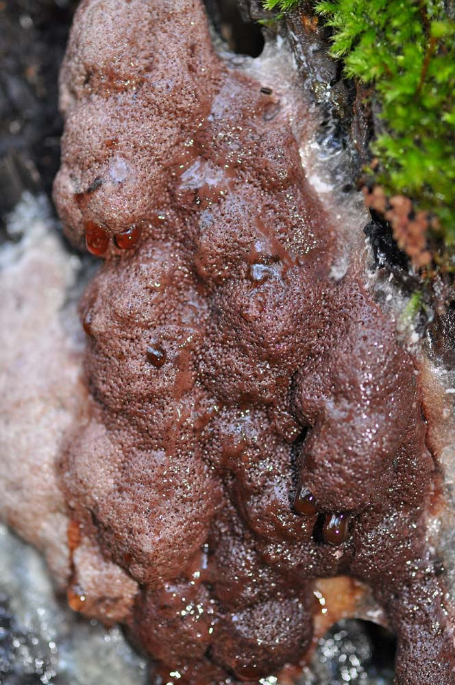 Brefeldia maxima - Stubbsmet. Sweden, Skåne, Söderåsen Skäralid, bakom gula huset. 2010-10-26 (13)