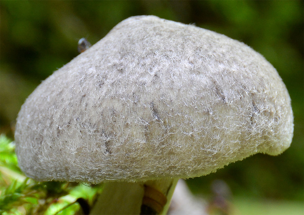 Tricholoma scalpturatum - Gulnande musseron. Sweden, Skåne, Vallåkra,Grönadal. 2016-09-15. (3)