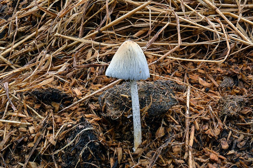 Coprinopsis cinerea - Dyngbläcksvamp