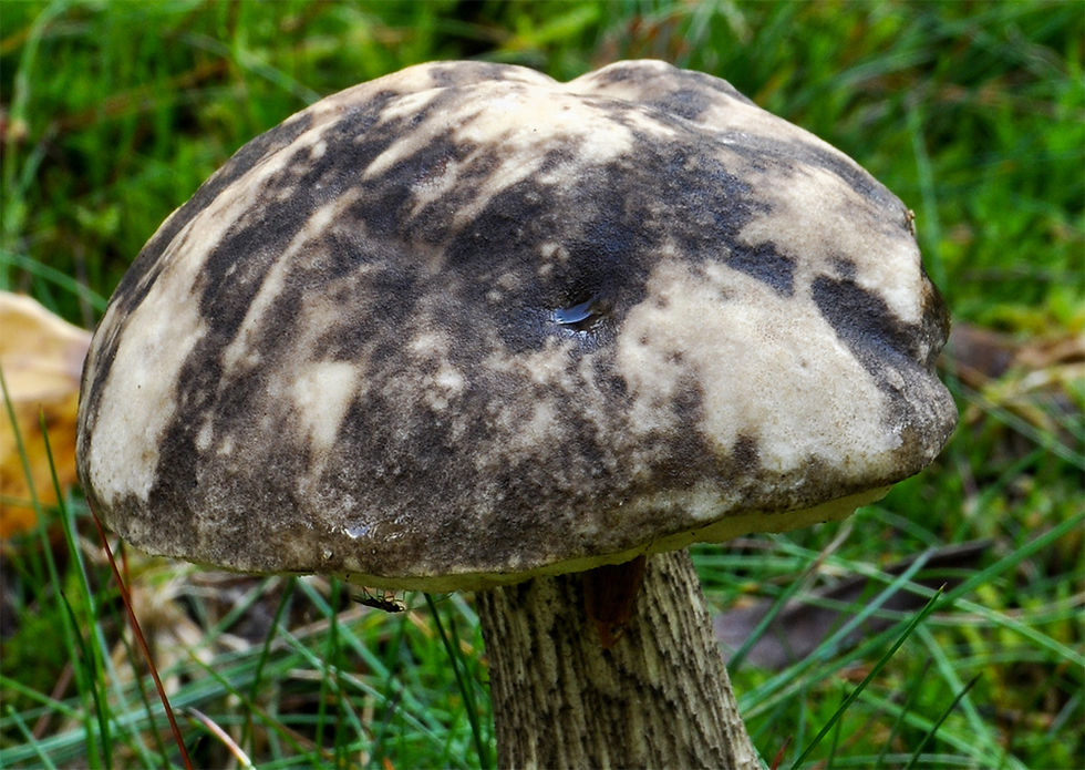 Leccinum variicolor - Fläcksopp. Sweden, Skåne, Örkeljunga, Grytåsa. 2017-09-10. (2)
