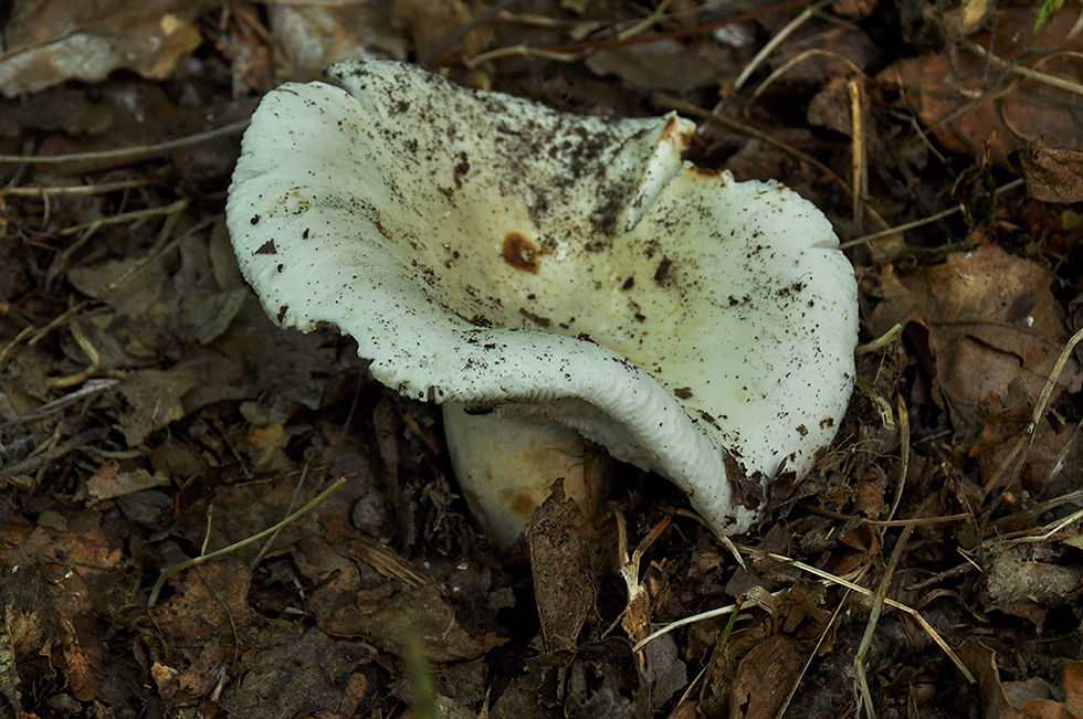 Russula_delica_-_Trattkremla._Sweden,_Öland,_Borgholm,_Halltorps_hage._2017-08-17.__(4)