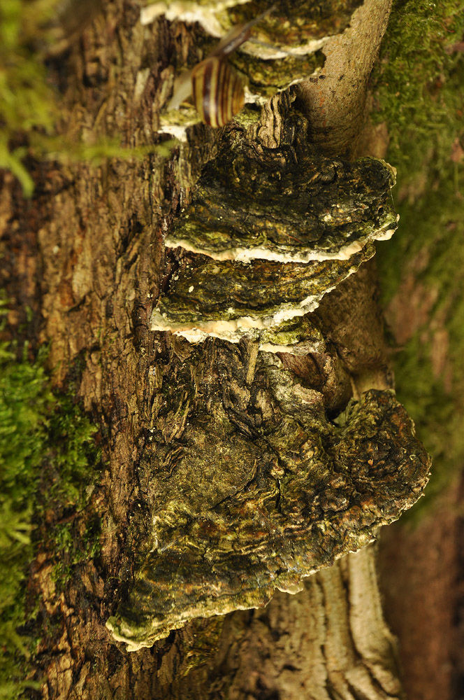 Oxyporus populinus - Lönnticka. Sweden, Skåne, Broby, Södregård. 2104-05-24. (1)