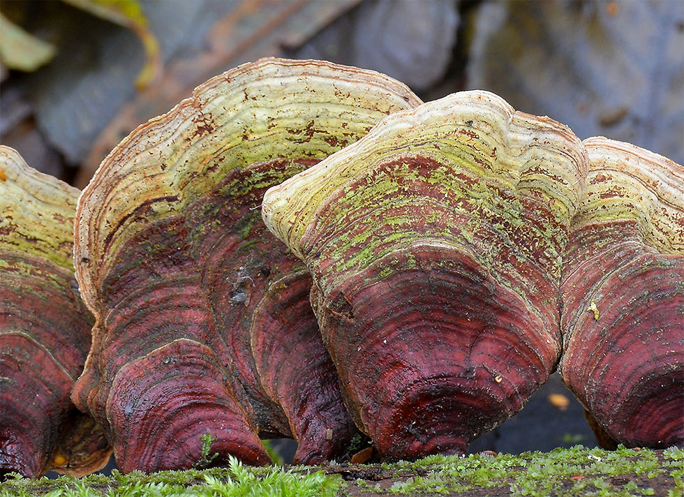 Stereum_subtomentosum_-_Sammetsskinn._Sweden,_Skåne,_Helsingborg,_Esket._2016-11-22._(1)
