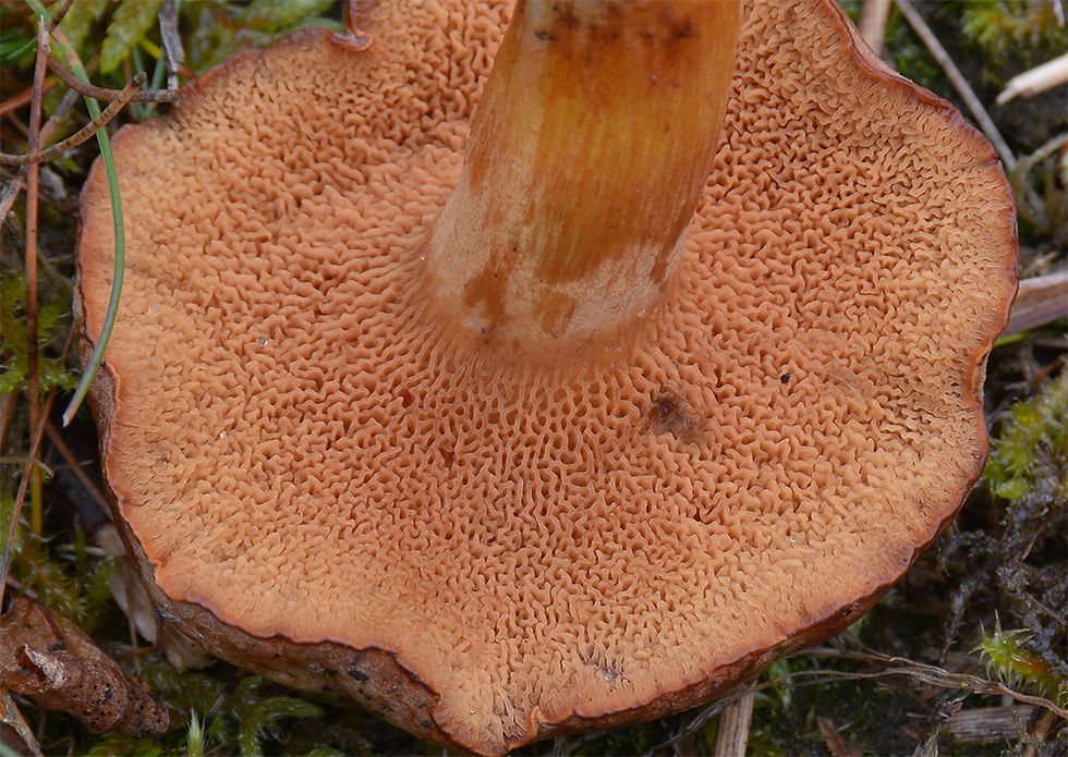 Chalciporus_piperatus_-_Pepparsopp._Sweden,_Skåne,_Helsingborg,_Örby_ängar_2016-10-19._(2)