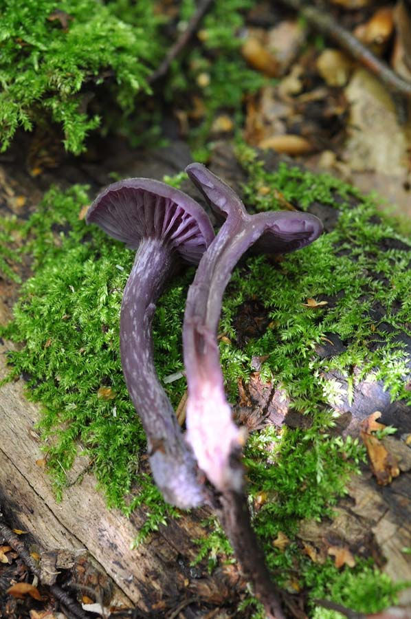 Laccaria amethystea -Ametistskivling. Sweden, Skåne, Söderåsen, Kärreberga. 2009-08-22. (3)