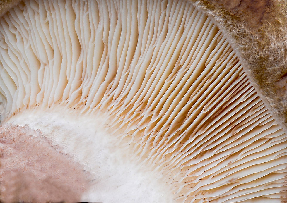 Paxillus involutus - Pluggskivling. Sweden, Skåne, Helsingborg, Örby ängar 2016-10-19. (1)