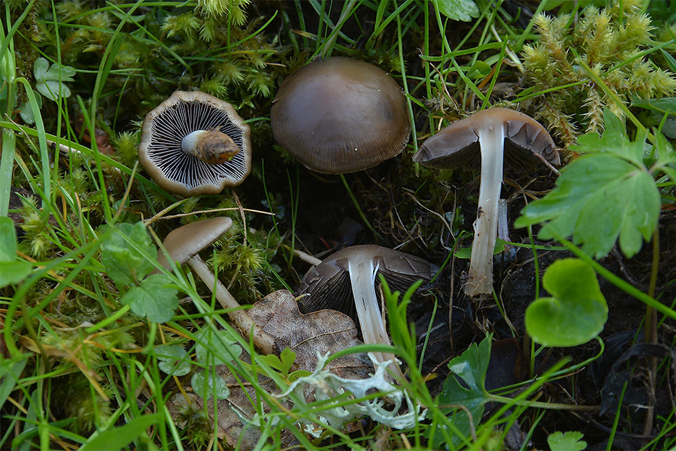 Psathyrella spadiceogrisea - Gråbrun spröding. Sweden, Östergötland, Omberg. 2015-05-01-03. (3)