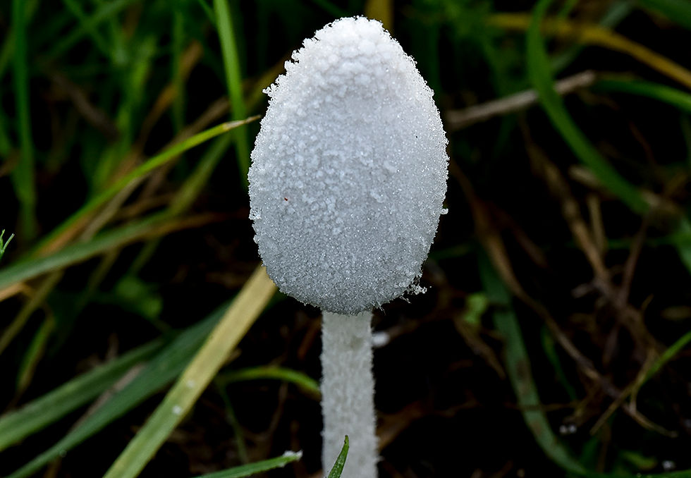 Snövit bläcksvamp - Coprinopsis nivea. Sweden, Skåne, Oxie, Käglinge