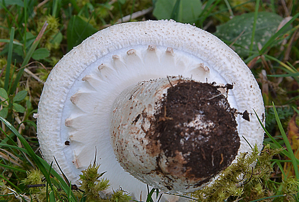 Agaricus benesii - Vit blodchampinjon. Sweden, Öland. Mörbylånga, Vicklaby. 2015-10-11. (21)