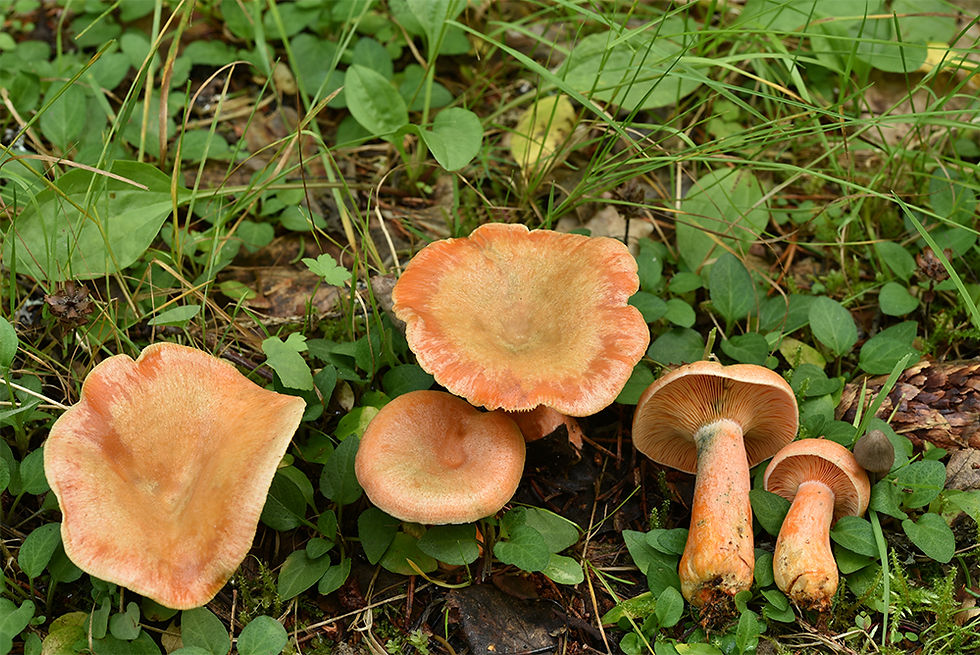 Lactarius_deterrimus_-_Blodriska