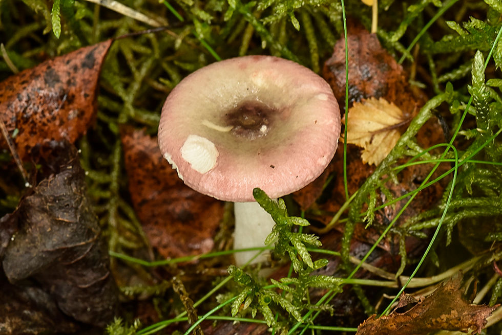 Russula fragilis - Skörkremla. Skåne, Jonstorp, Svanshall, Bölsåkra-Tranekärr