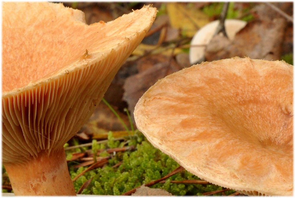 Lactarius torminosus - Skäggriska. Sweden, Skåne, Ivön, Ivöklack. 2012-10-20. (5)