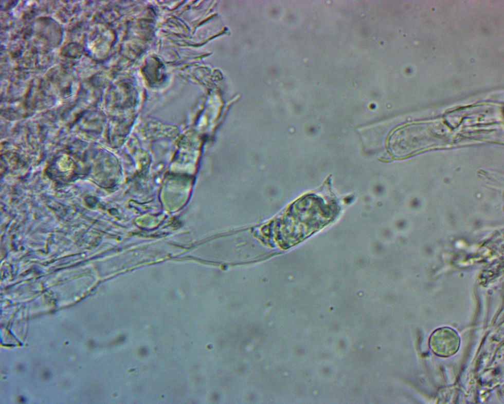 Hydnum umbilicatum - Navlad taggsvamp
