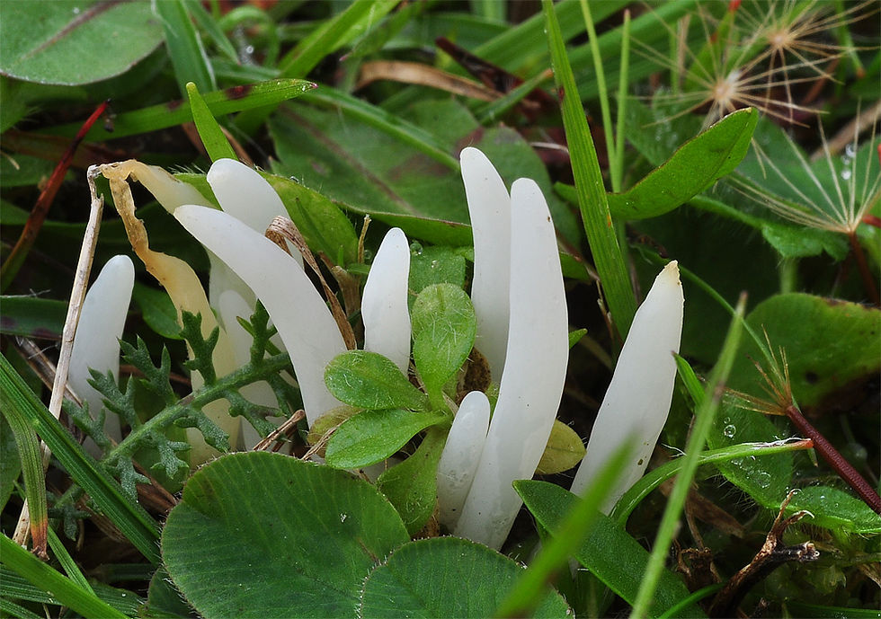 Calvaria falcata - Opalfingersvamp. Sweden, Skåne, Söndraby, Nybo 2014-10-11. (3)