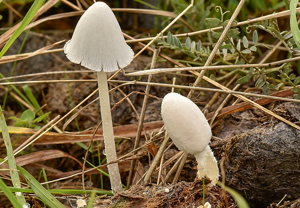 Snövit bläcksvamp - Coprinopsis nivea. Sweden, Skåne, Malmö, Bunkeflopstarnd