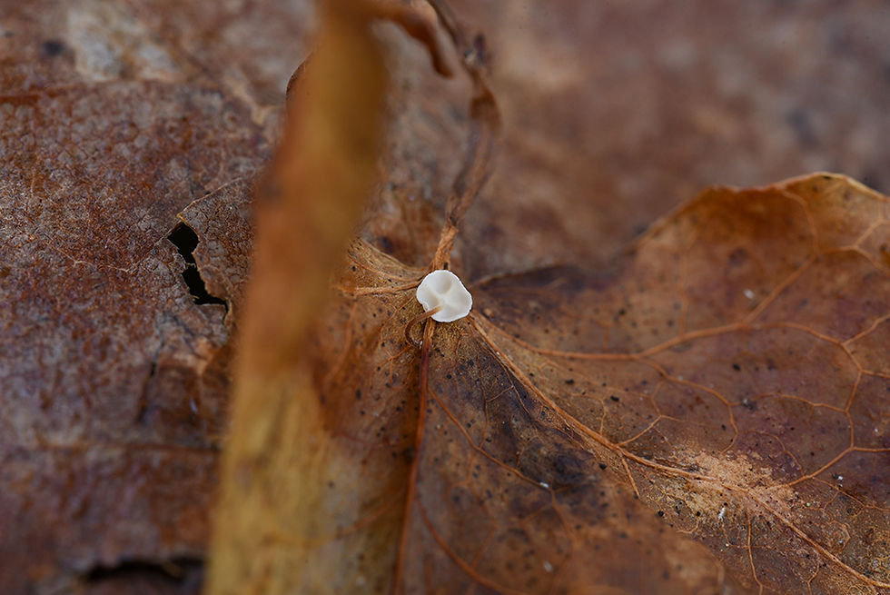 Marasmius epiphylloides - Murgrönsbroski