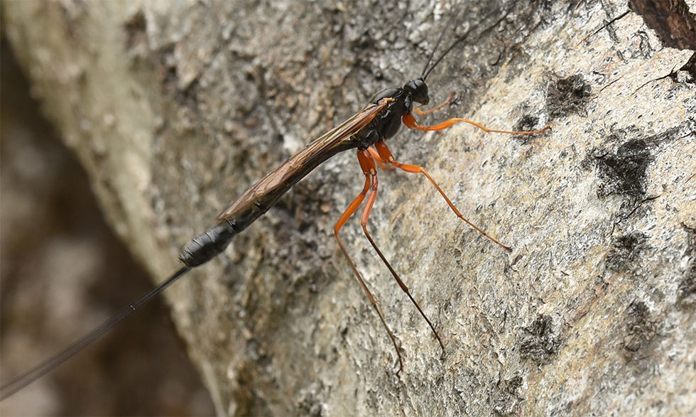 Dolichomitus imperator