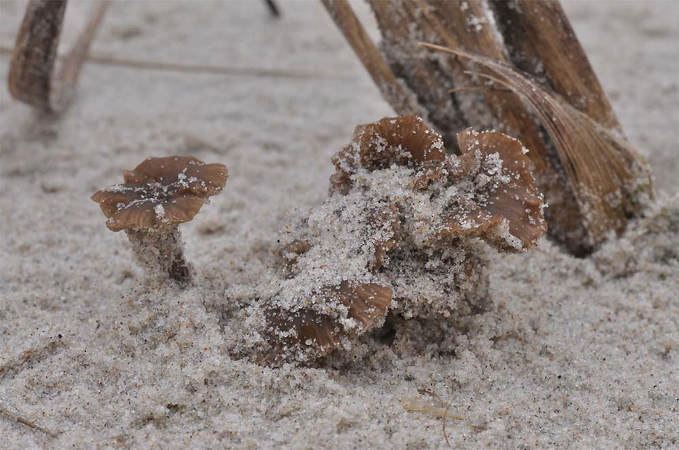 Laccaria maritima - Dynlaxskivling (NT). Sweden, Skåne, Löderup, Mälarhusen. 2010-11-13 (20)
