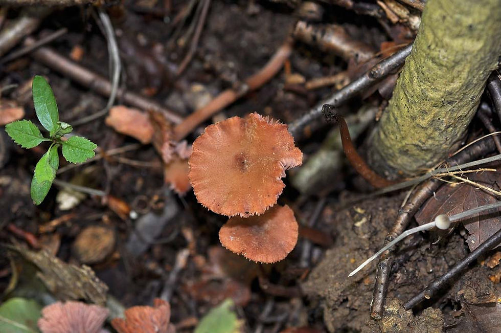 Laccaria bicolor - Tvåfärgad laxskivling. Sweden, Skåne, Helsingborg, Råådalen. 2010-09-19 (2)