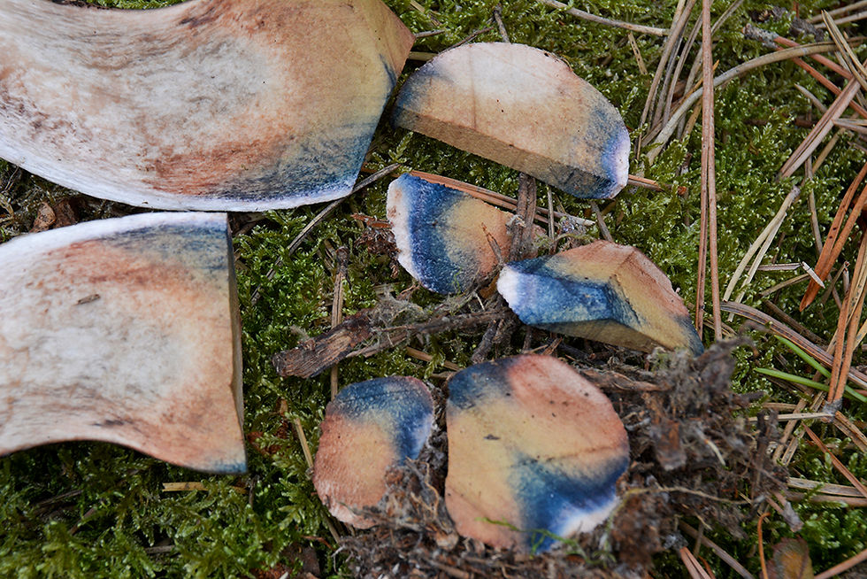 Leccinum versipelle - Tegelsopp. Sweden, Skåne, Ängelholm, Sibirien. 2016-09-27.  (12)