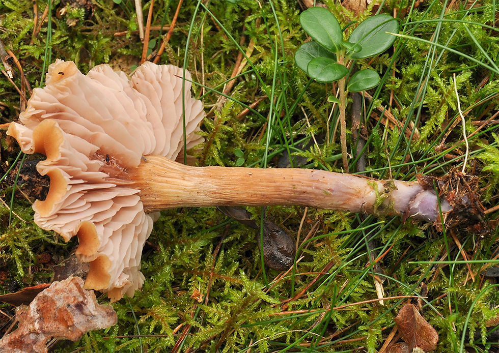 Laccaria bicolor - tvåfärgad laxskivling. Sweden, Skåne, Örkeljunga, Grytåsa. 2017-09-10 (2)
