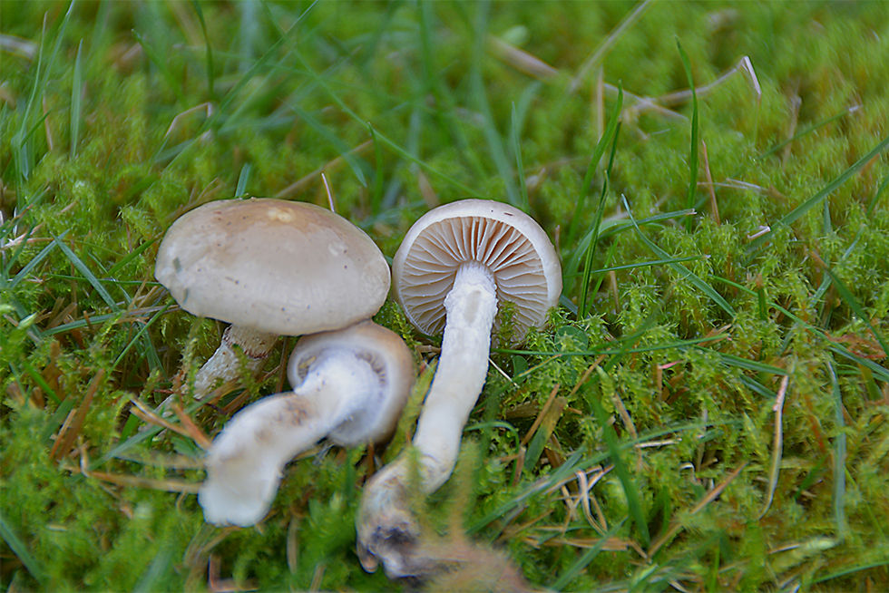 Stropharia_inuncta_-_Grålila_kragskivling._Sweden,_Skåne,_Helsingborg,_Skogsgatan_1._2015-12-03.__(8