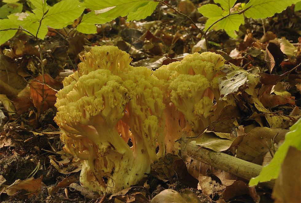 Ramaria sanguinea - Fläckfingersvamp (VU). Sweden, Skåne, Kristianstad, Balsberget. 2013-09-28. (3)