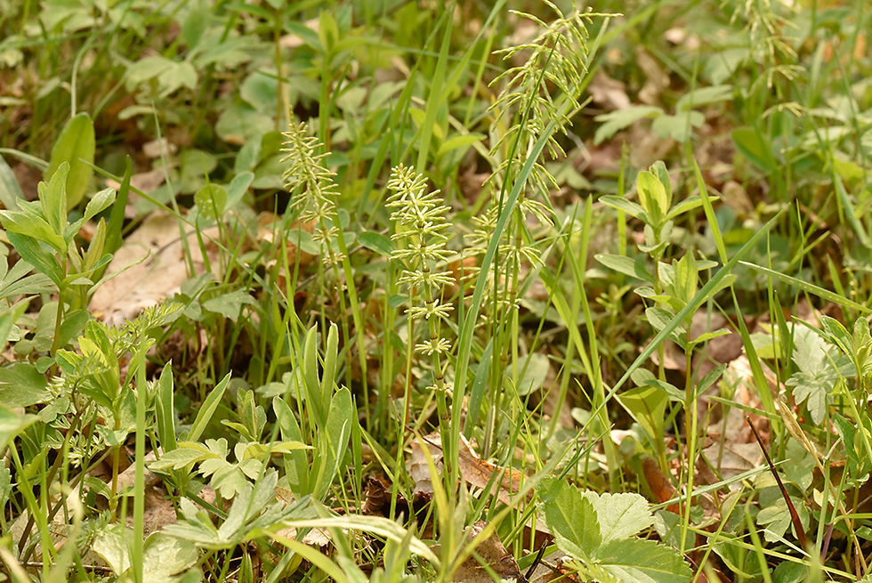 Equisetum pratense - Ängsfräken. Sweden, Småland, Ryssby, Målaskogbergs NR