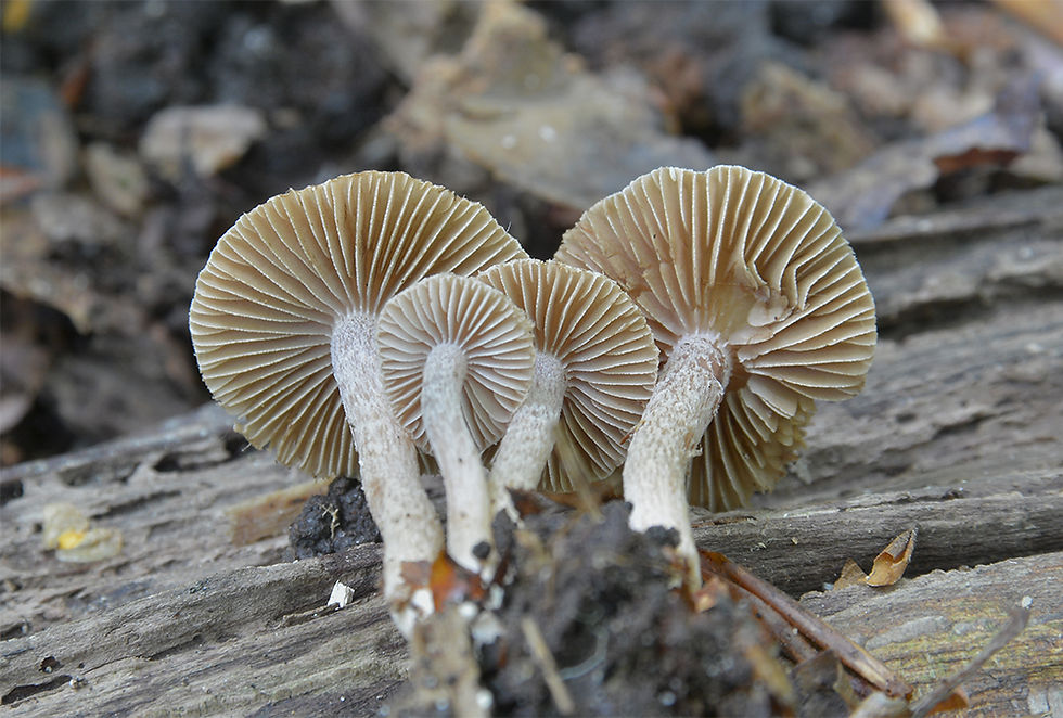 Inocybe pusio - Snustråding. Sweden, Skåne, Helsingborg, Välaskogen 2015-09-18. (3)