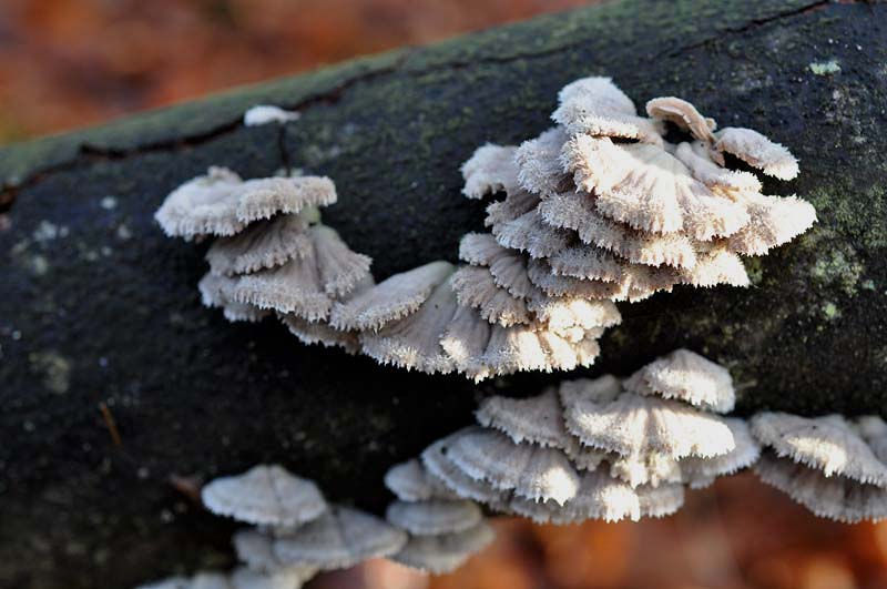 Schizophyllum commune - Klyvblad. Sweden, Skåne, Söderåsen, Kopparhatten 2009-11-20. (2)