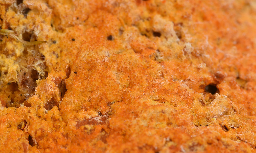 Hypomyces aurantius - Rödsnylting