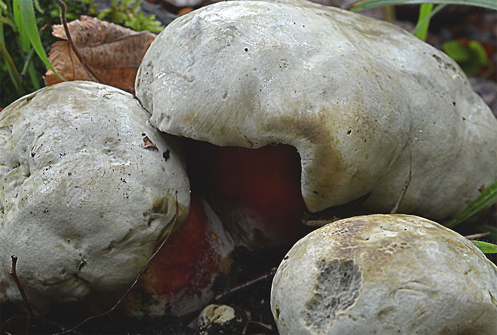 Rubroboletus satanas- Djävulssopp (EN)