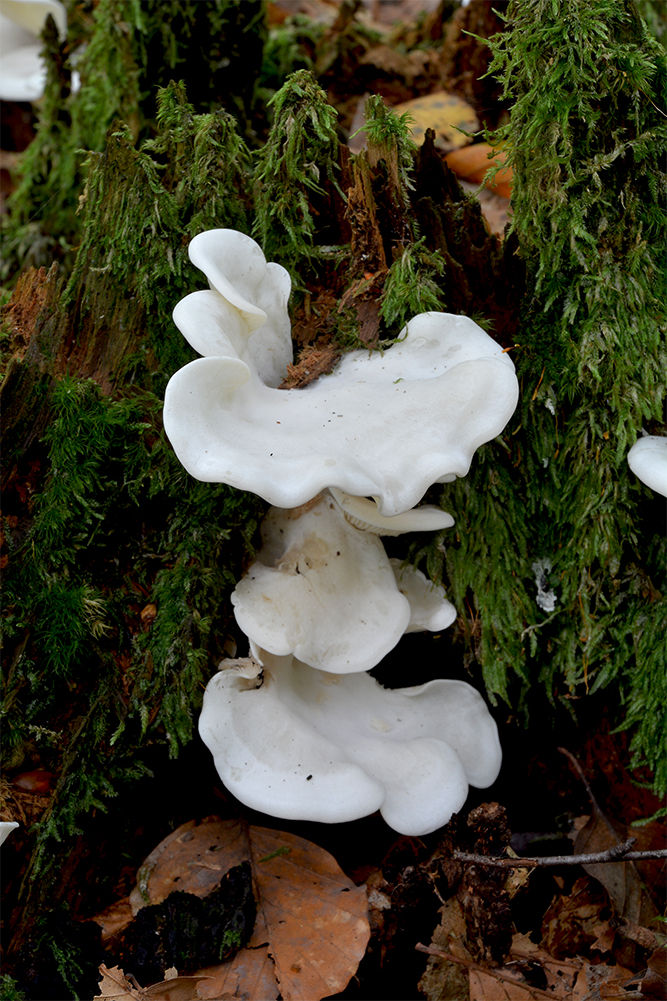 Pleurocybella porrigens - Öronmussling. Sweden, Skåne, Röstånga, Häsrsnärsdammen. 2015-10-04 (3)