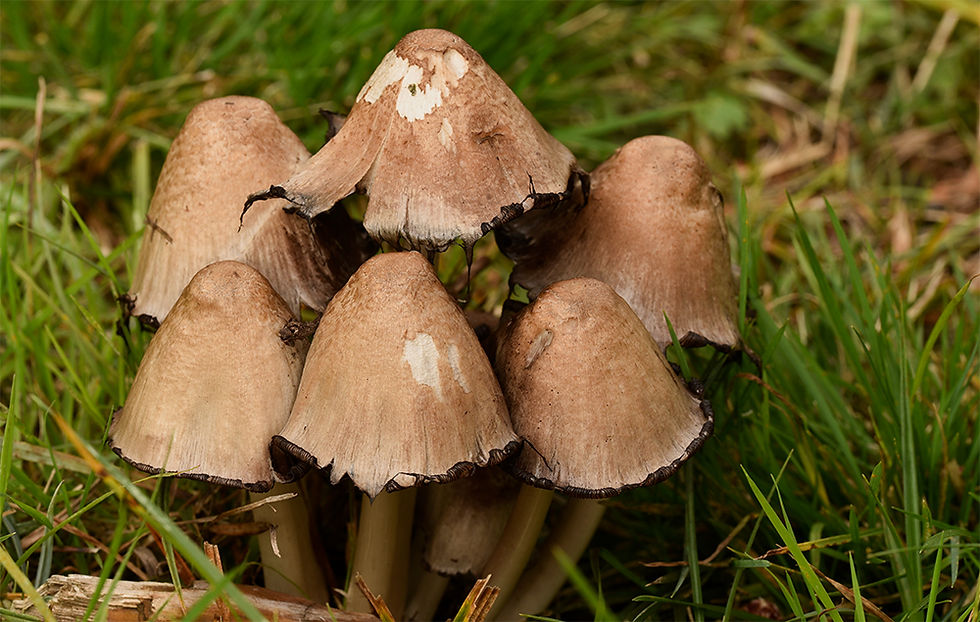 Coprinopsis_acuminata_-_Puckelbläcksvamp