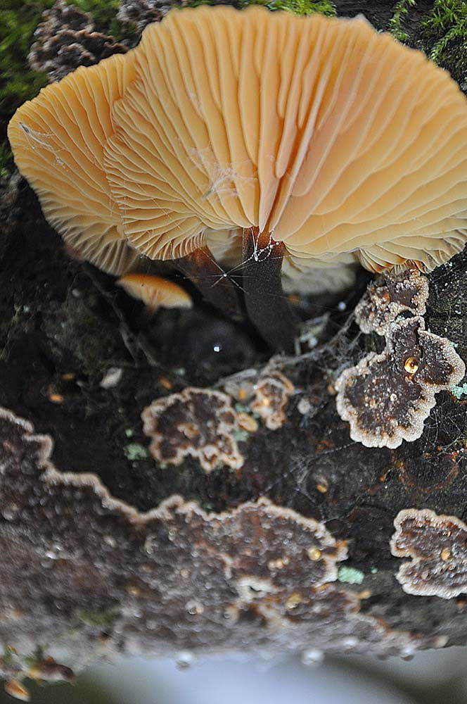 Flammulina elastica. Sweden, Skåne, Råå, Esket. 2011-01-09 (8)