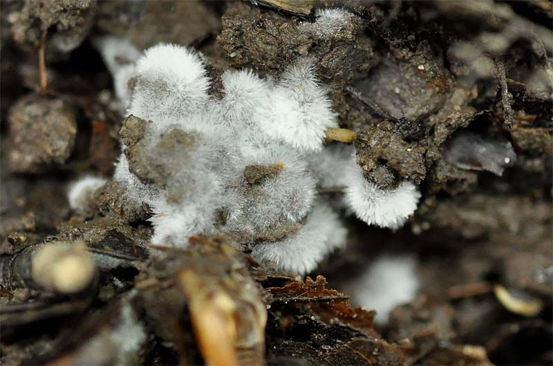 _Fungus_imperfectus_-_Genus_aetatis._Sweden,_Skåne,_Helsingborg,_Välaskogen._2011-12-05._(8)