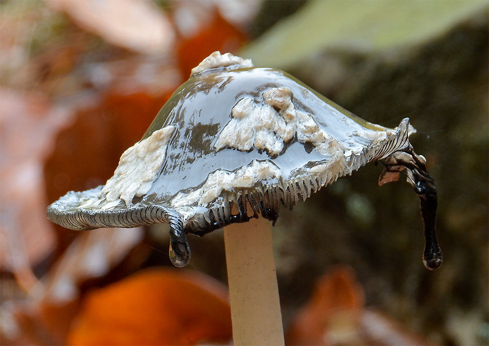 Coprinopsis picacea - Rutbläcksvamp. Sweden, Skåne, Eslöv, Stockamöllan. 2016-10-22. (14)
